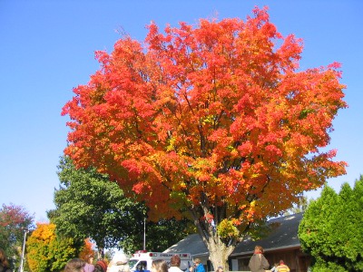 Tree at Duchess county fairgrounds that is a beautiful shade of red-orange