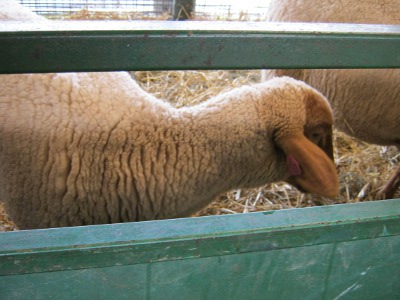 Tunis Sheep
