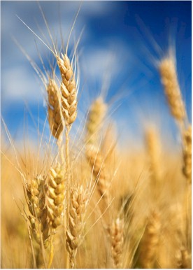 wheat